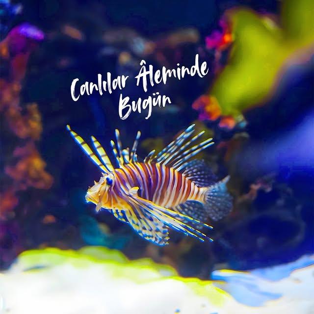 AquaVega Akvaryumu: Aslan Balıkları ve Dikkatli Bakım