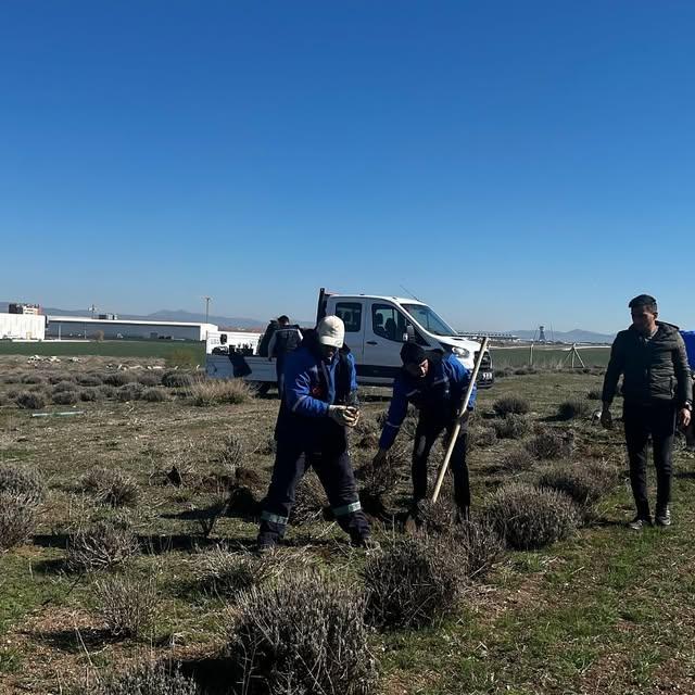 Akyurt Belediyesi Lavanta Bahçesini Yaza Hazırlıyor
