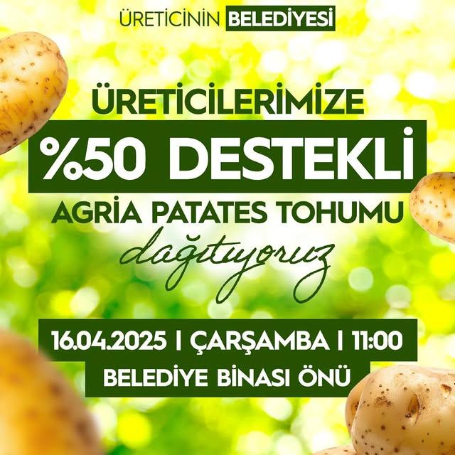 Nallıhan Belediyesi, Üreticiye Agria Patates Tohumu Dağıtımıyla Destek Oluyor